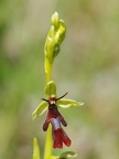 Ophrys mouche