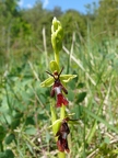 Ophrys mouche