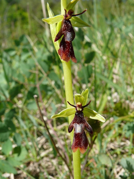 Ophrys mouche