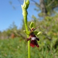 Ophrys_mouche_29.jpg