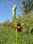 Ophrys mouche