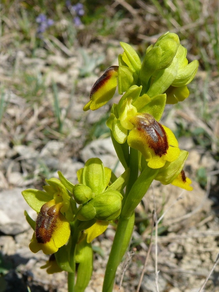 Ophrys jaune