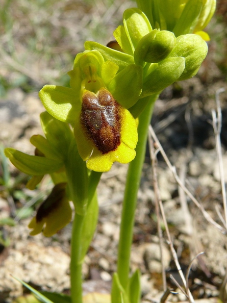 Ophrys jaune