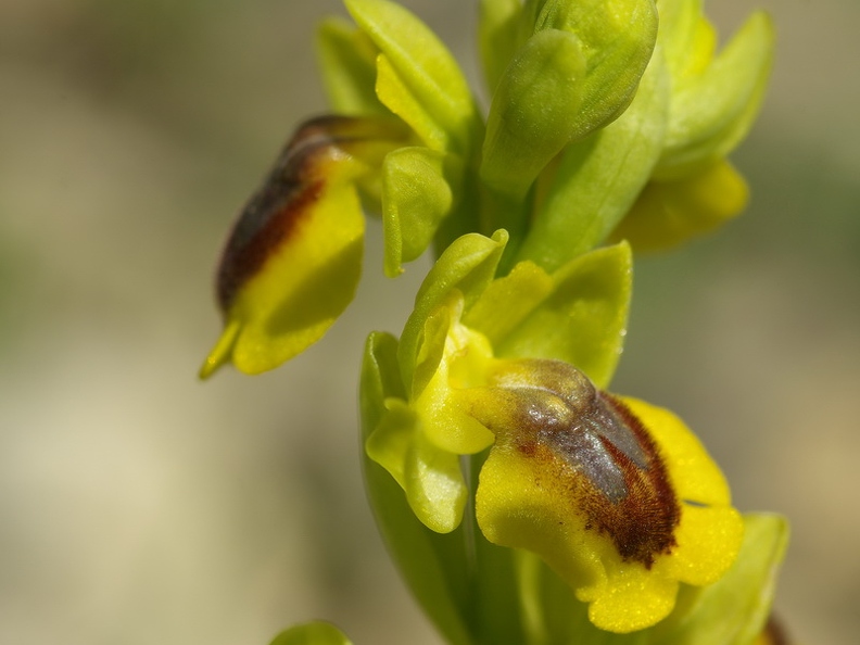 Ophrys jaune