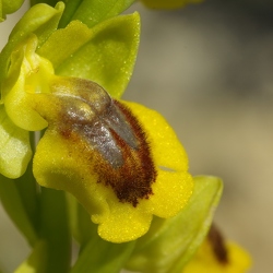 Ophrys