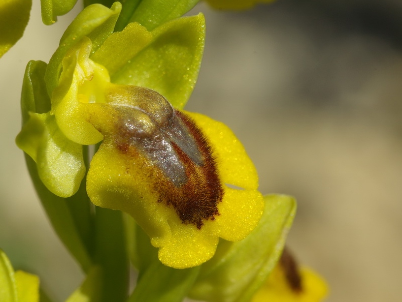 Ophrys jaune