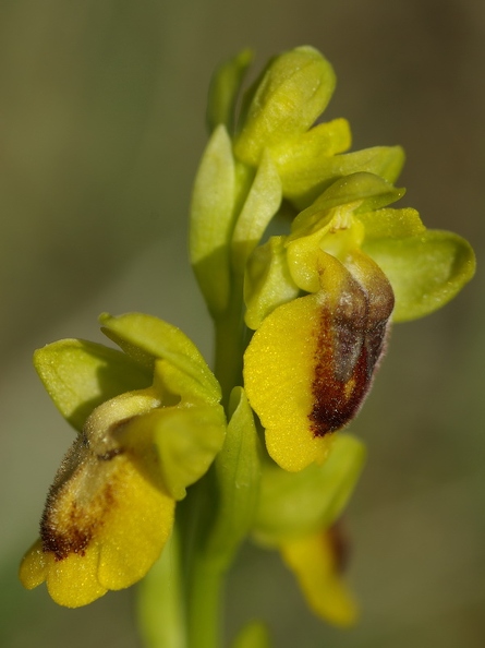 ophrys_jaune_05.jpg