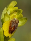 Ophrys jaune