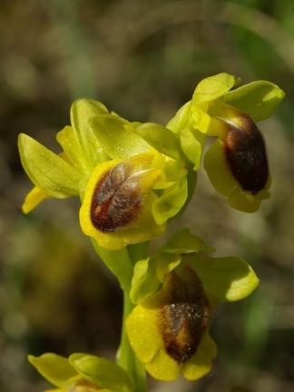 Ophrys jaune