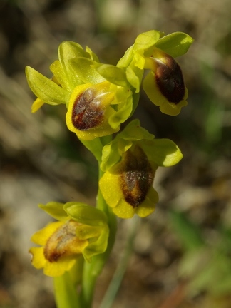 Ophrys jaune