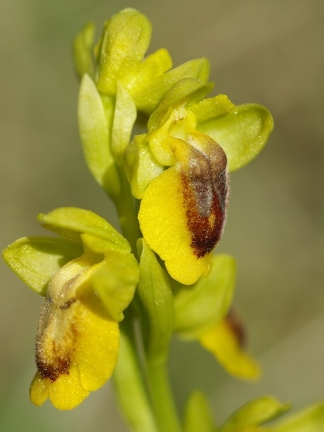 Ophrys jaune