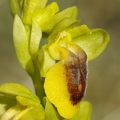 ophrys_jaune_10.jpg