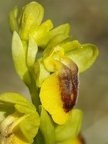 Ophrys jaune