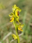 Ophrys jaune