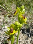 Ophrys jaune