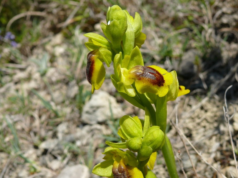 Ophrys jaune