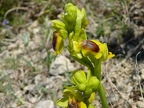 Ophrys jaune