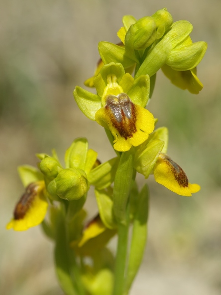 Ophrys jaune