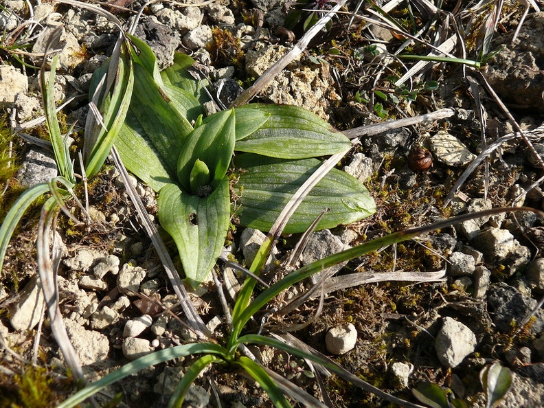 Rosette d'Ophrys jaune