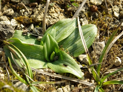 Rosette d'Ophrys jaune