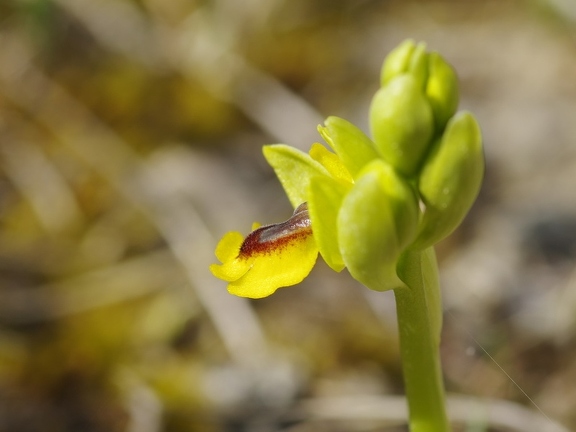 Ophrys jaune