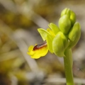 Ophrys jaune