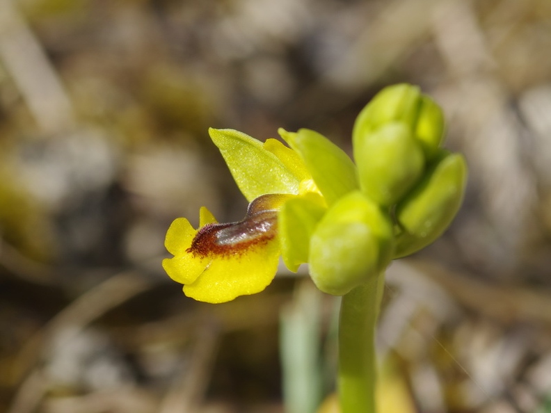 Ophrys jaune