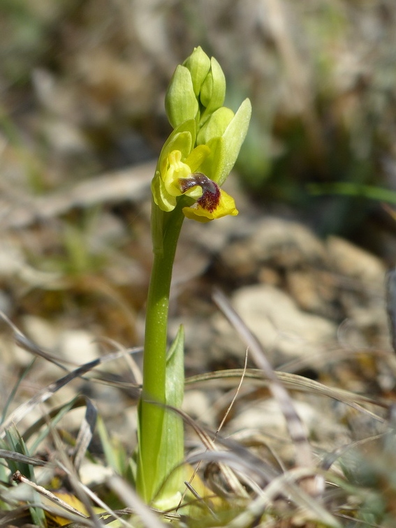 Ophrys jaune