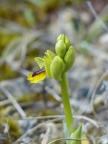 Ophrys jaune