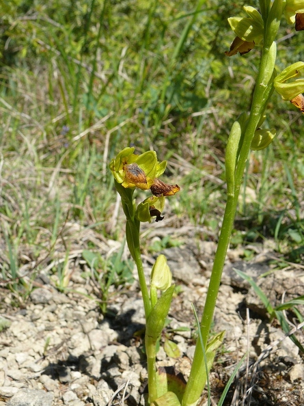 Ophrys jaune