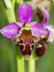 Ophrys bécasse