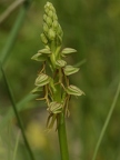 Orchis homme-pendu