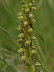 Orchis homme-pendu