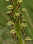 Orchis homme-pendu