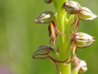 Orchis anthropophora