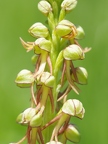 Orchis homme-pendu