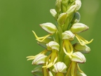 Orchis homme-pendu