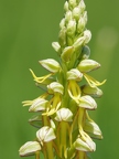 Orchis homme-pendu