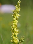 Orchis homme-pendu