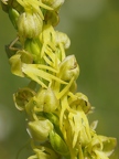 Orchis homme-pendu