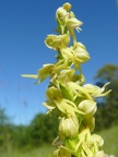 Orchis homme-pendu