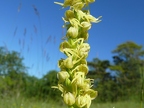 Orchis homme-pendu