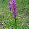 Orchis_male_01.jpg