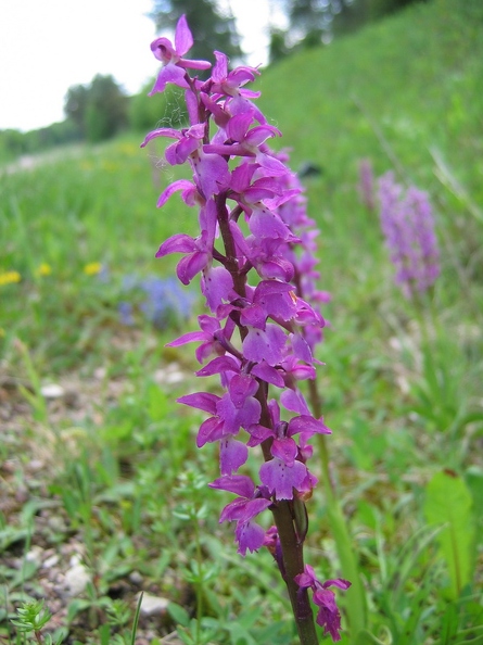Orchis_male_02.jpg