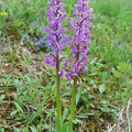 Orchis_male_03.jpg