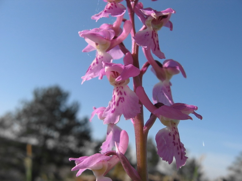 Orchis_male_04.jpg