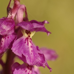 Orchis mascula