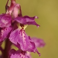 Orchis_male_05.jpg