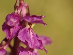 Orchis mascula