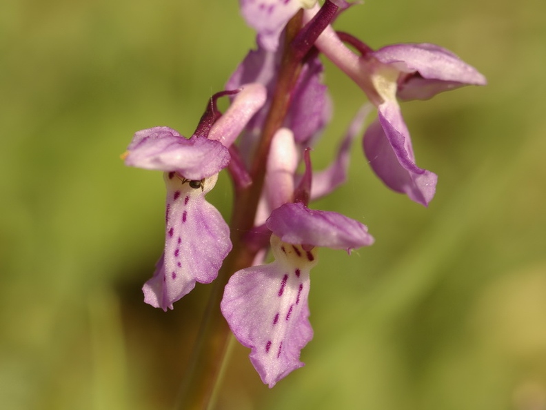 Orchis_male_06.jpg